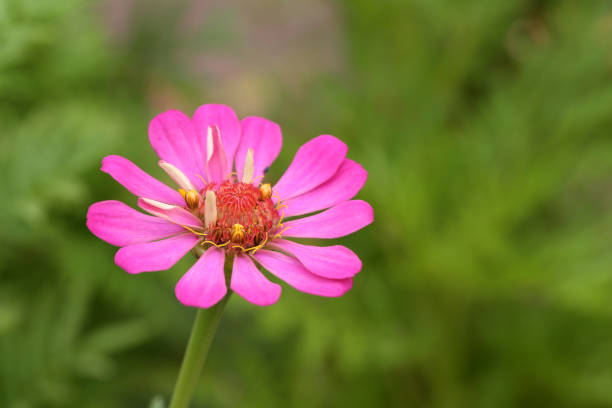 Pink zinnia flower over green backgrounds, close-up shot stock photo