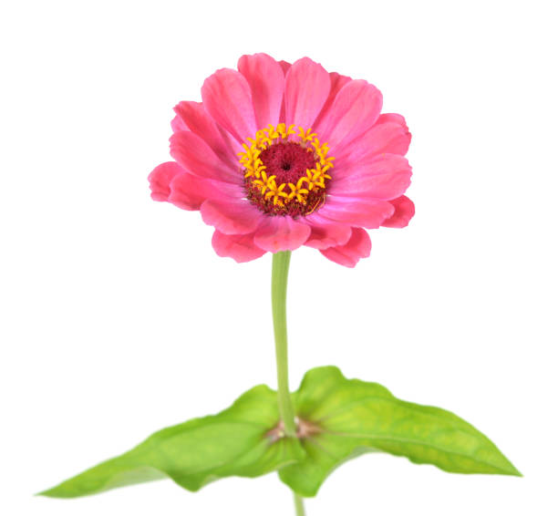 Pink Zinnia flower Pink zinnia flower isolated on white background zinnia stock pictures, royalty-free photos & images