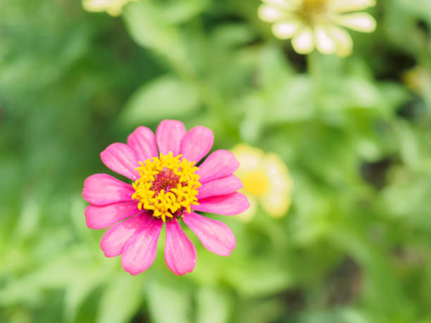 Pink Zinnia violacea Cav is a herbaceous plant Oval or elliptical petals Rounded or rather sharp Flowering in a bouquet at the end of the shoot. Like being outdoors Easy to maintain Planted as an ornamental plant, a large plot for beauty or delivery for s stock photo