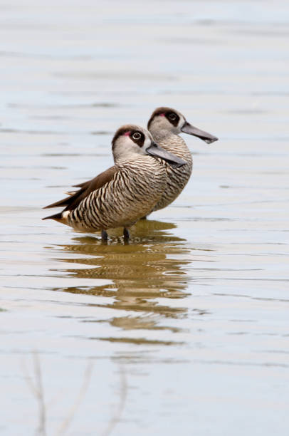Pink-eared Duck stock photo