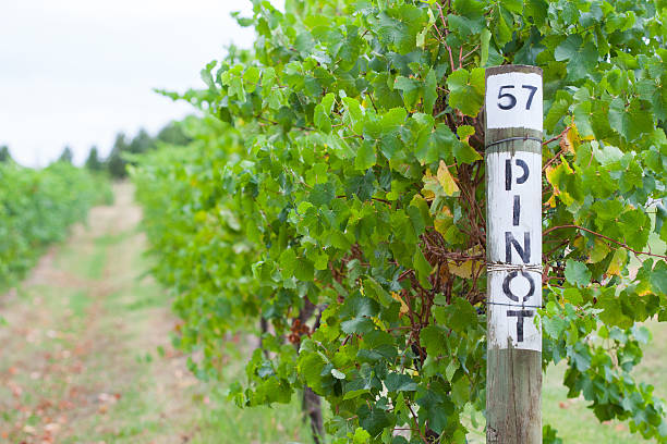 Pinot grapes at winery in Yarra Valley, Australia stock photo