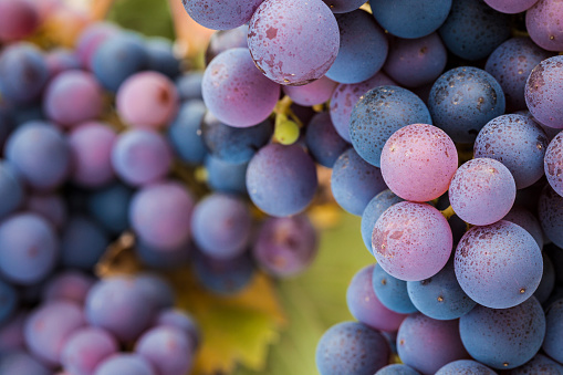 Close-up of glowing multi-coloured Pinot Noir red wine grapes in vineyard.