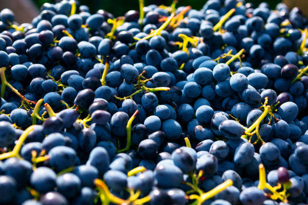 Pinot noir grapes on background stock photo