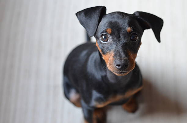 minyatur pinscher stok fotograf resimler ve gorseller istock minyatur pinscher stok fotograf resimler ve gorseller istock