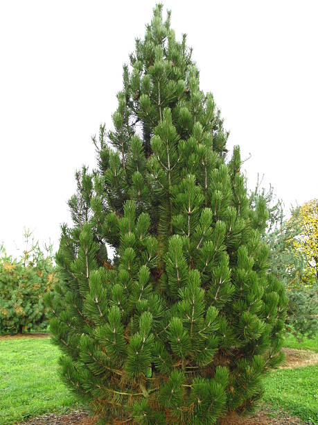 Pinus heldreichii (Panzer-Kiefer) stock photo