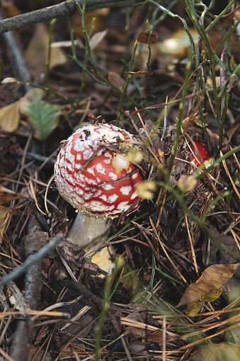 Fly agaric growing in a forest. Bulgaria, Balkans, Europe.