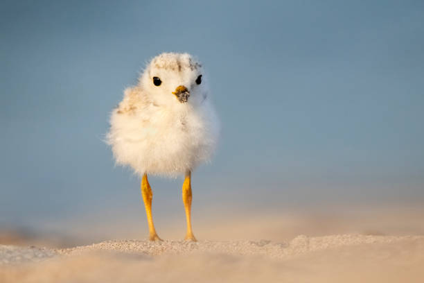 Piping Plover chick on a sandy beach stock photo