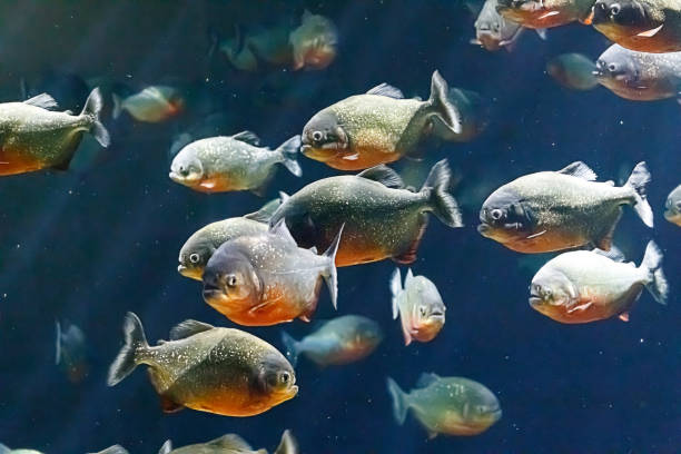 Piranha moving in a flock stock photo