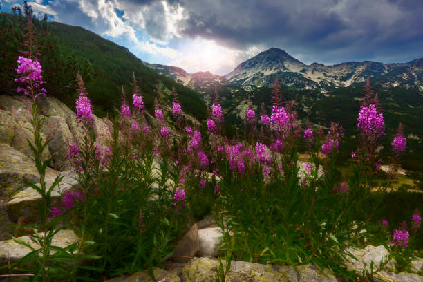 Pirin National Park Bulgaria stock photo