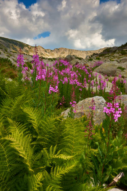 Pirin national park, Bulgaria stock photo