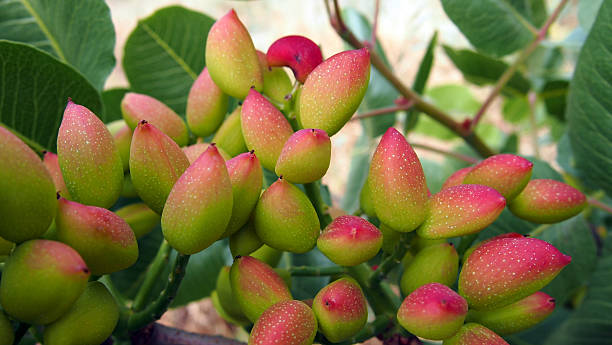 Pistachio in Tree Pistachio in Tree. pistachio stock pictures, royalty-free photos & images