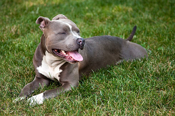 Pit Bull at rest Blue Nose Pit Bull Terrier at rest. pit bull terrier stock pictures, royalty-free photos & images