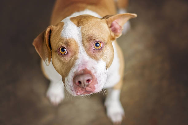 Pit Bull Dog Tan and white pit bull dog in shelter. pit bull terrier stock pictures, royalty-free photos & images