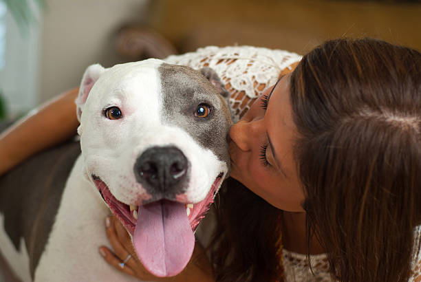 Pit bull kisses Young hispanic woman kissing her pit bull terrier. pit bull terrier stock pictures, royalty-free photos & images