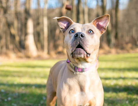 A fawn colored Pit Bull Terrier mixed breed dog about to catch a treat in the air
