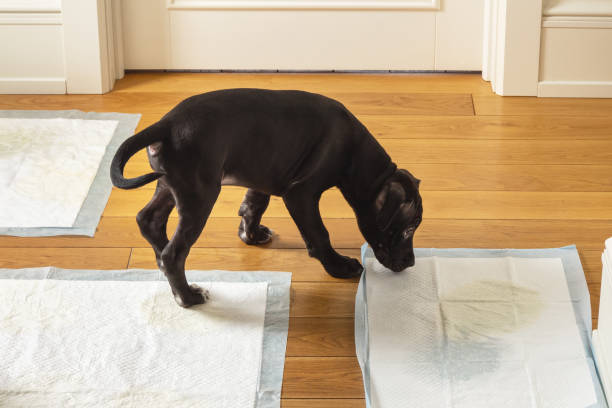 A pit bull terrier puppy and a diaper on the floor stock photo
