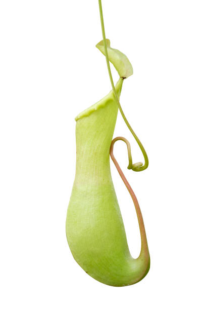 Pitcher plant nepenthes a vine and carnivorous tropical plant isolate on white background Pitcher plant nepenthes a vine and carnivorous tropical plant isolate on white background carnivorous stock pictures, royalty-free photos & images