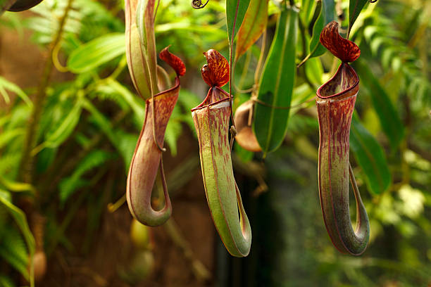 Pitcher Plant (Nepenthes hybrid) stock photo