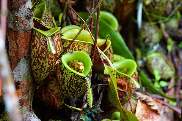 Pitcher plants Name: Pitcher Plant bako national park stock pictures, pitcher plant Bako trail in sarawak