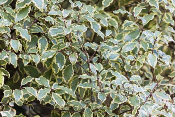 Pittosporum tenuifolium 'Variegata' stock photo