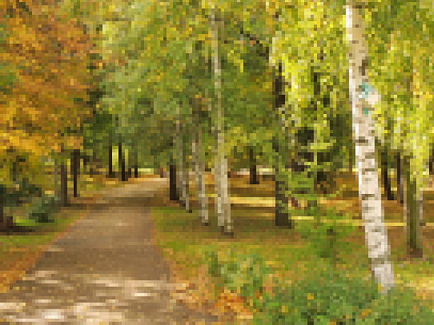 Pixelization Golden Autumn In Birch Park.
