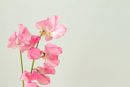 30,000+ Sweet Pea Pictures | Download Free Images on Unsplash