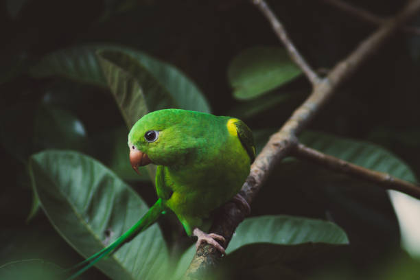 простой попугай - биоразнообразие стоковые фото и изображения