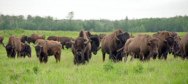 Plains Bison Herd stock photo