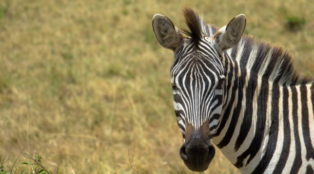 Plains zebra portrait in natural background Plains zebra portrait in natural background, Copy Space wilderness area stock pictures, royalty-free photos & images