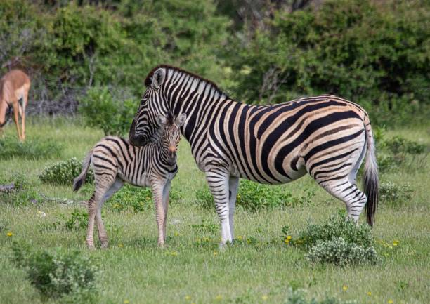 A Plains Zebra with its child in the savannah grass of the Etosha National park in northern Namibia stock photo