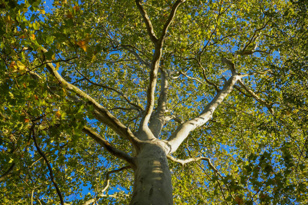 A plane tree seen from below stock photo