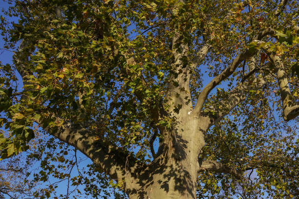A plane tree seen from below stock photo