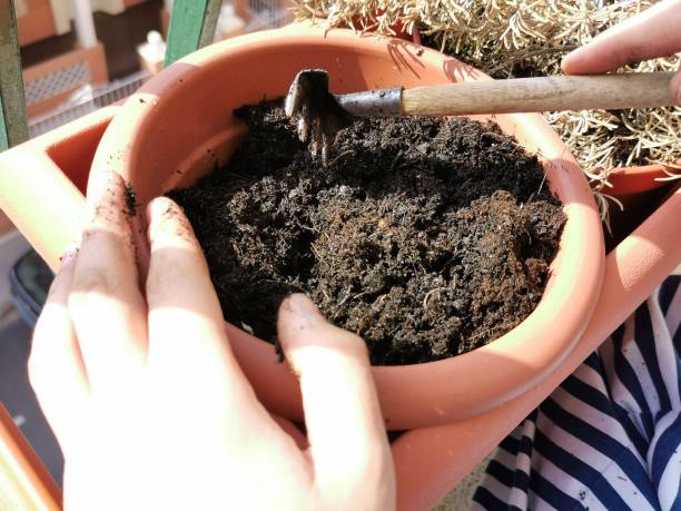 het concept van de installatiezorg. het kind plant in de potten in het huis. verpot het chlorophytum in de pot. - plattegrond kind stockfoto's en -beelden