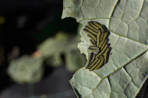 plant caterpillars eating a leaf stock photo