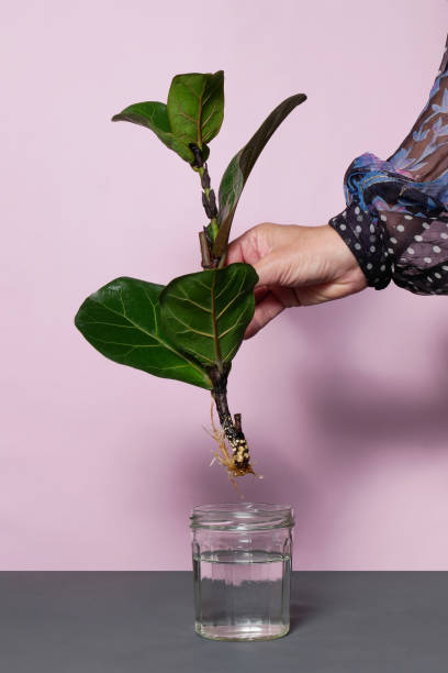 Plant cutting in water Propagate a plant cutting in water. Woman hand with beautiful dress. Fiddle-leaf fig propagation with roots in water on pink background. Copy space Fiddle Leaf Fig cut stock pictures, royalty-free photos & images