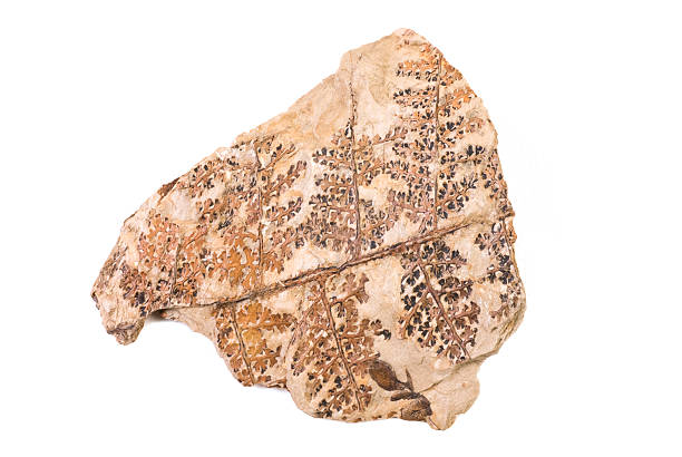 Plant Fossil in a Rock stock photo