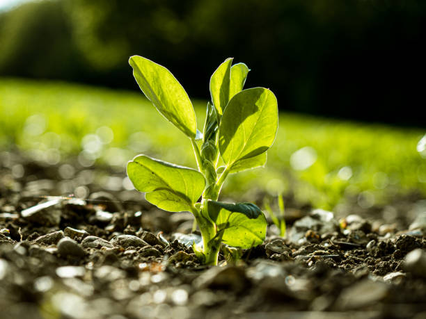 Plant growing in field stock photo