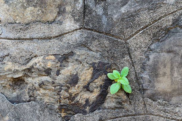 Plant growing on grunge wall. stock photo