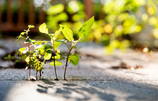 Plant growing on stone footpath Plant growing on stone footpath. crevice stock pictures, royalty-free photos & images