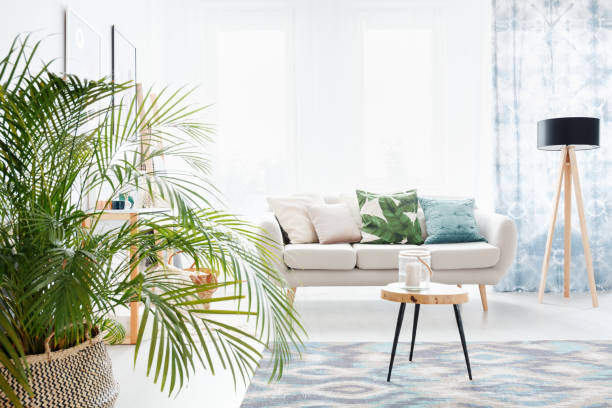 Plant in bright living room Plant in bright living room with wooden table on carpet and lamp next to sofa with floral pillow flowering plant photos stock pictures, royalty-free photos & images