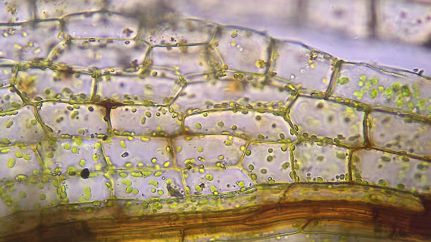 Plant leaf cells structure, microscopic magnification Plant leaf cells structure, microscopic magnification moss photos stock pictures, royalty-free photos & images