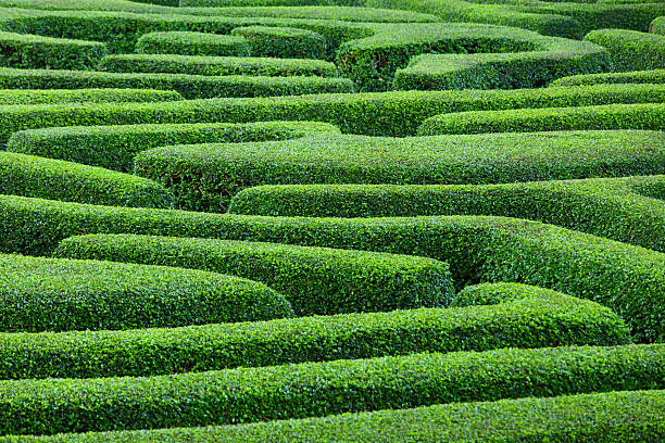 plant made maze in park garden stock photo