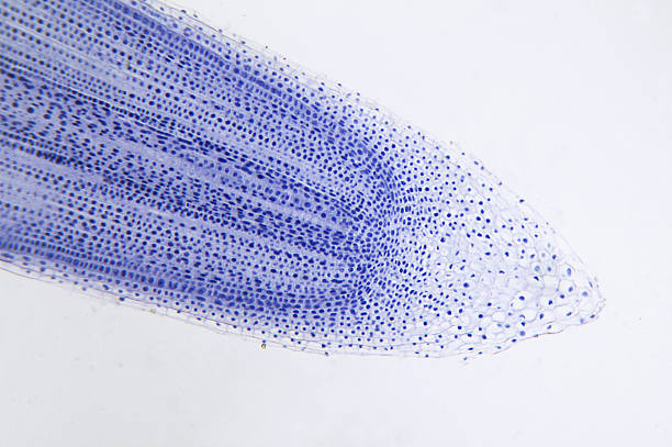 Plant Mitosis Onion Root Tip stock photo