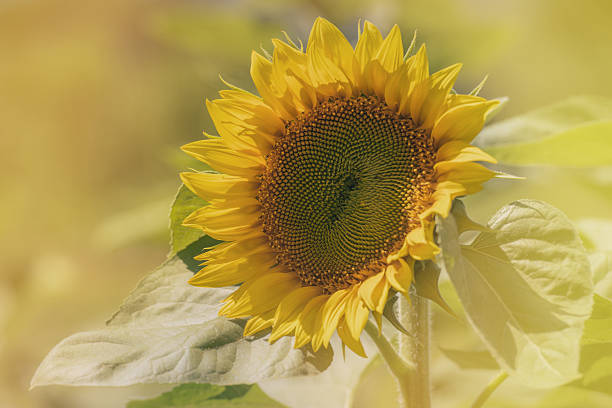 plant of sunflower on blooming with blurred background stock photo