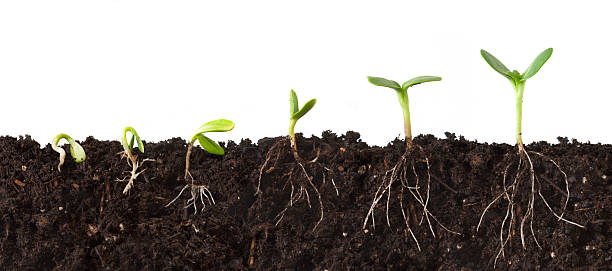 Plant Sequence Cutaway with Roots  seedling photos stock pictures, royalty-free photos & images