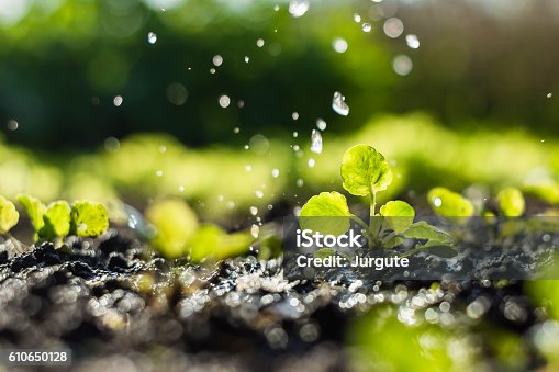 istock Plant sprouts in the field and farmer  is watering it 610650128