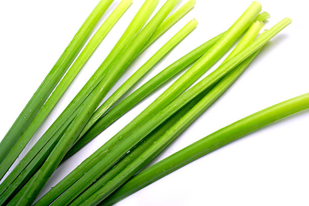 Plant stems on a white background stock photo