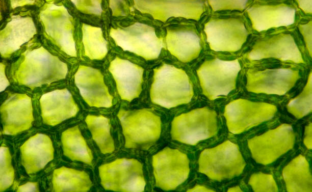 Plant tissue, photo taken in the laboratory under a microscope stock photo
