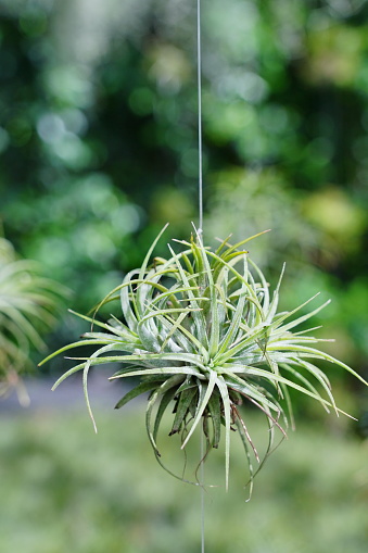 Close-up hanging with Tillandsia in the greenhou