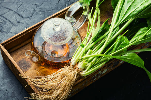 Plantain in herbal medicine stock photo